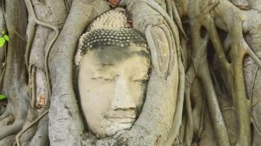 Bodhi ağaç köklerine gömülü antik Buda kafası Ayutthaya Tarih Parkı, Tayland 'daki Wat Mahathat tapınağında, doğa ve ruhanilik arasındaki uyumun sembolü, UNESCO Dünya Mirası.