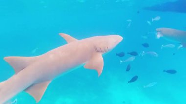 Turkuvaz tropik denizde birlikte yüzen yoğun köpekbalığı ve resif balığı sürüsü deniz altı ekosistem dengesini su altında vahşi yaşam sahnesinde gösteriyor.