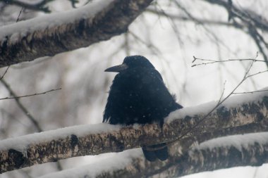 Kar yağarken huş ağacının dalında oturan ve solu gören karga. Bir kuzgun dalda kar yağmasını bekler çünkü dalda uçmak uygun değildir. Kuş davranışları hakkında fotoğraf.