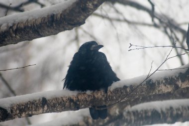 Kar yağarken huş ağacının dalında oturan ve sağı gören karga. Bir kuzgun dalda kar yağmasını bekler çünkü dalda uçmak uygun değildir. Kuş davranışları hakkında fotoğraf.