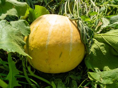Big striped yellow pumpkin on a sunny summer day grow in the garden. Village vegetable is optimal for eat, it contains a lot of vitamins and microelements. Horizontal picture, green background.