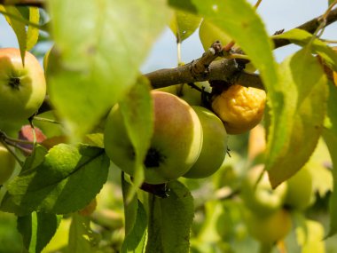 Bazı iyi elmalar ve bir çirkin ağaç dalında yetişir yapraklar arasında. Organik meyveler beslenme için iyidir çünkü çok fazla vitamin ve mikro element içerir. Manzara yönelimli resim.