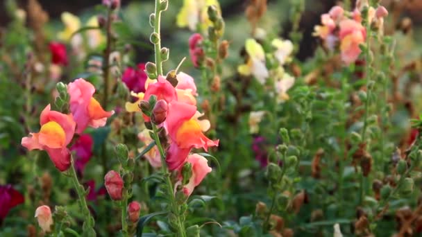 Flores Snapdragon Vento Bumblebee Poliniza Flores Vídeo Para Relaxamento Fundo — Vídeo de Stock