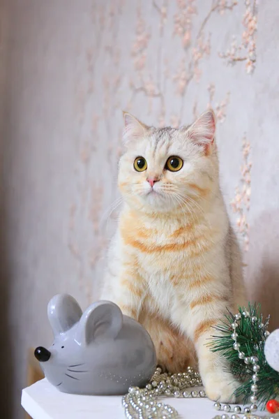 Domowy Kot Siedzi Obok Szarej Sztucznej Myszy — Zdjęcie stockowe