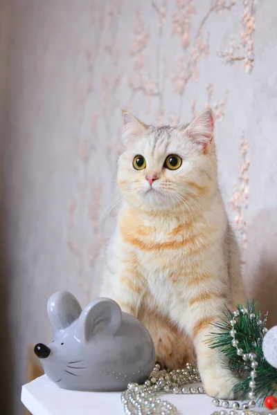 Hauskatze Sitzt Neben Grauer Kunstmaus Stockbild