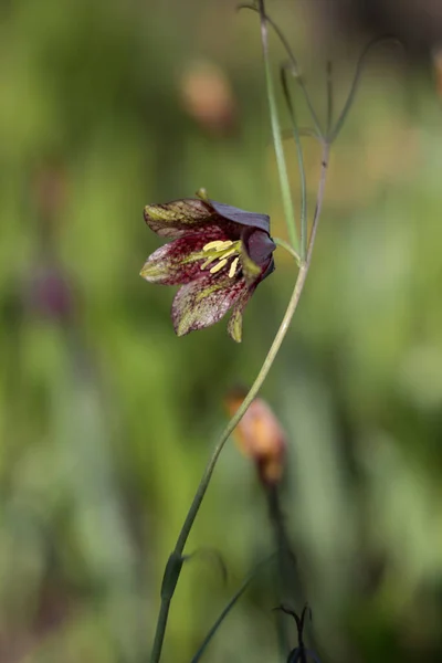 Çan çiçekleri. İlk bahar çiçekleri. Parlak güneşte