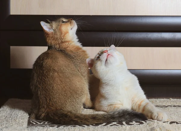 İki ev kedisi İngiliz ve İskoç cinsi