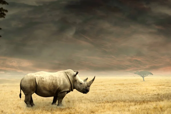 Rhino Standing Dry African Savannah Steppe Heavy Dramatic Clouds — Stock Photo, Image