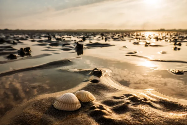 Hermosas conchas en la arena durante la marea baja — Foto de Stock