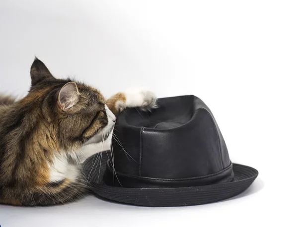 Gato brincando com chapéu — Fotografia de Stock