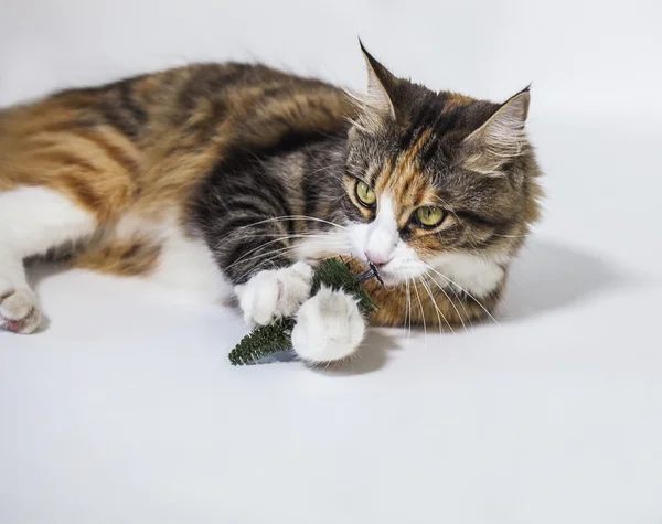 プラスチック製の松にじゃれる猫 — ストック写真