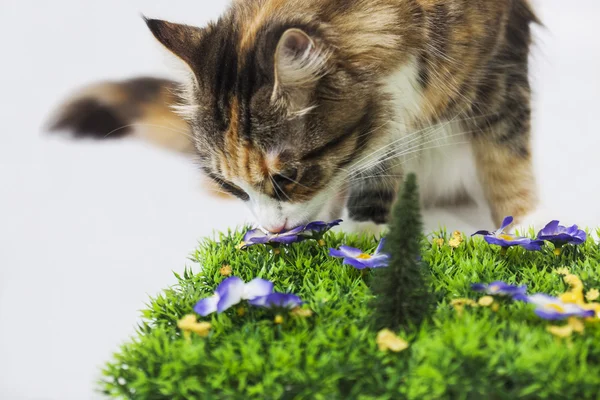 Cat smelling artificial flower — Stock Photo, Image