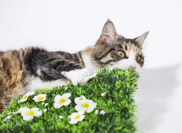 Gato crujiendo un jardín de plástico — Foto de Stock