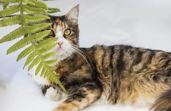 Gato escondido detrás de hojas y mirando hacia arriba — Foto de Stock