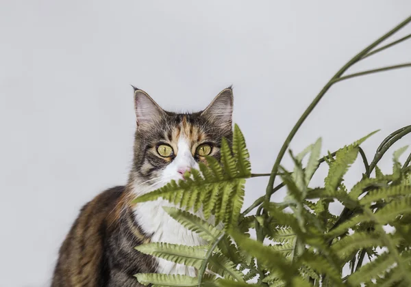 Kameraya bakarak yaprakların arkasında gizli kedi — Stok fotoğraf