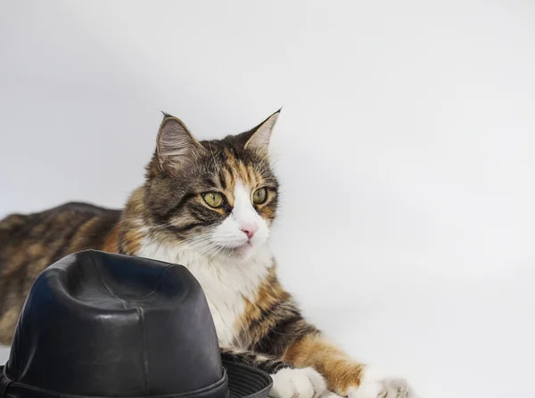 Gato mirando a un lado sobre fondo blanco — Foto de Stock