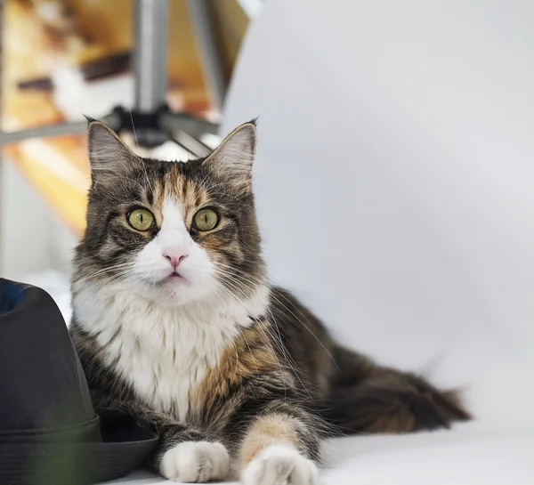 Cat looking at camera with eyes wide open — Stock Photo, Image