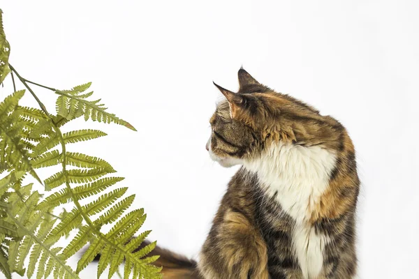 Gato mirando hacia atrás — Foto de Stock