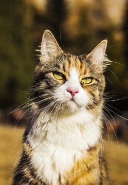 Doğada güzel kedi