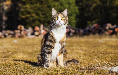 Otların arasında oturan ve seyir kedi