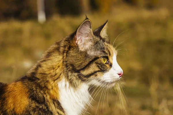 Gato en la naturaleza mirando a un lado — Foto de Stock