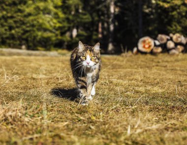 Kedi doğada yürüyüş ve kameraya bakıyor