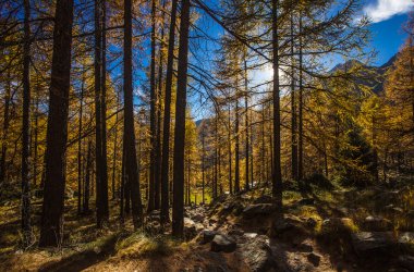 Treescape in Aosta Valley 5 clipart