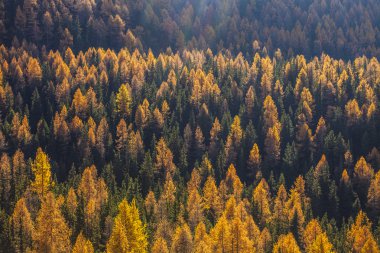 Aosta Vadisi 10 Treescape