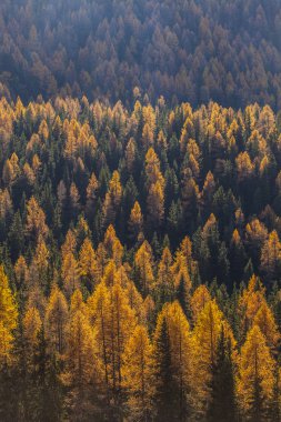 Aosta Vadisi 11 Treescape