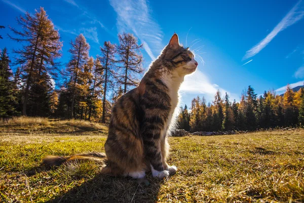 Gato sentado en la hierba en otoño paisaje — Foto de Stock