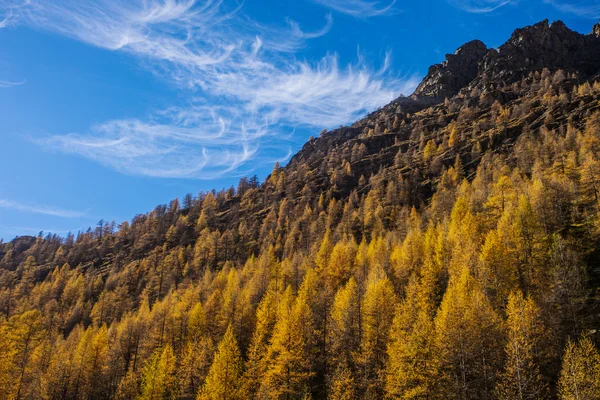 Treescape in Aosta Valley 3 — Stock Photo, Image