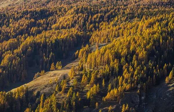 Treescape im Aostatal 13 — Stockfoto