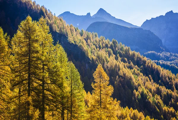 Treescape in Valle d'Aosta 15 — Stockfoto