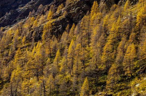 Treescape in Aosta Valley — Stock Photo, Image