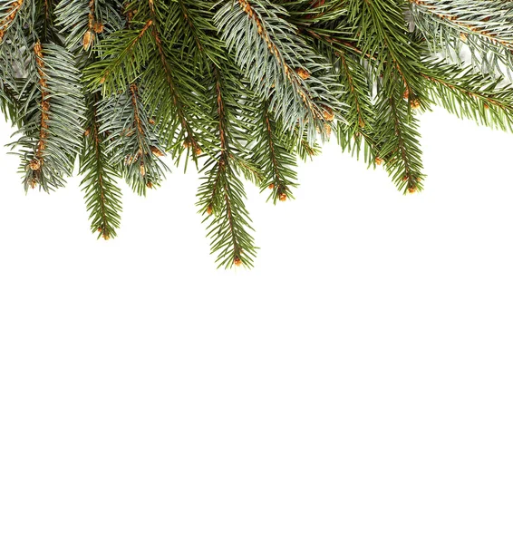 Blank Christmas card with pine needles vertical — Stock Photo, Image