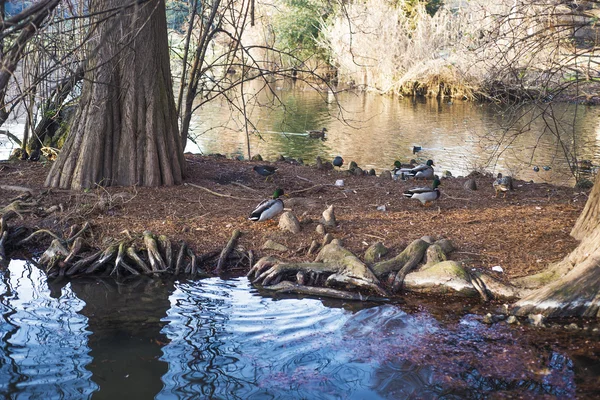 Enten in der Winterszene — Stockfoto