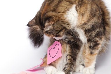 Pembe yazı-bu çizilmiş kalp ile oynayan yavru kedi