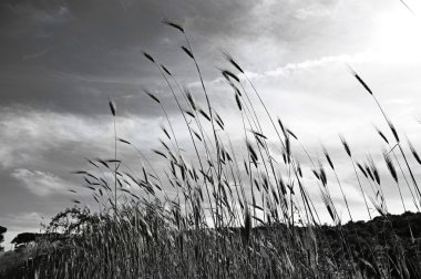 Buğday ve gökyüzü siyah ve beyaz