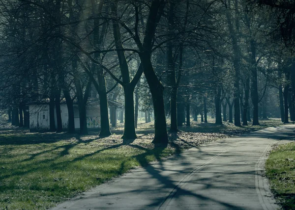 Winter trees and road — Stock Photo, Image