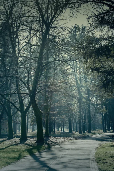 Winterbäume und Straße senkrecht — Stockfoto