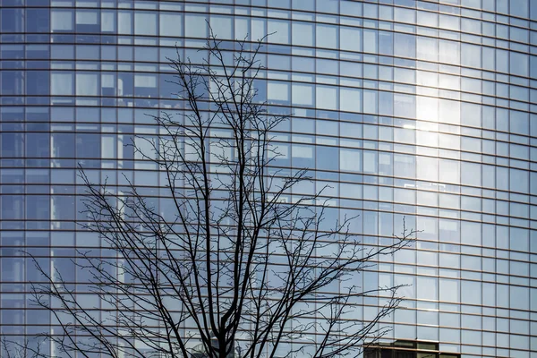 Unicredit Tower texture and tree silhouette — Stock Photo, Image