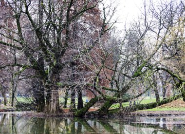 Milan Parco Sempione ağacında kış