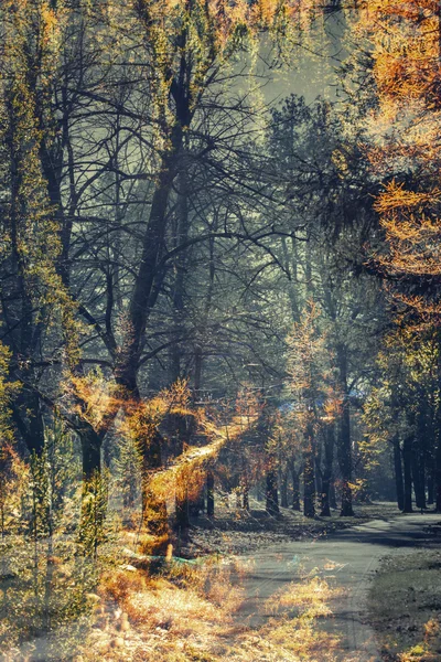 Multiple exposure and abstract composition of trees — Stock Photo, Image