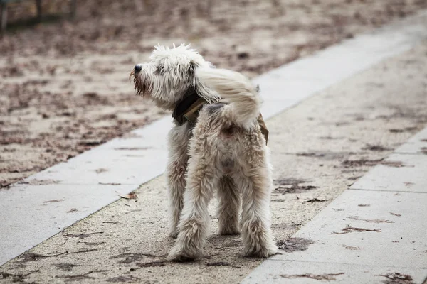 Lindo perro en el parque mirando hacia atrás — Foto de Stock