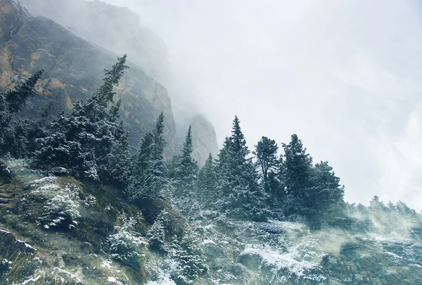 Dupla exposição da árvore de inverno e paisagem nublada — Fotografia de Stock