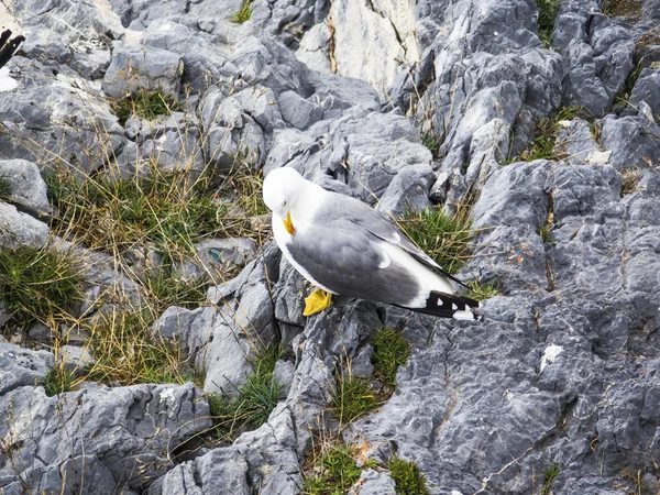 Seagull on a cliff — Stock Photo, Image