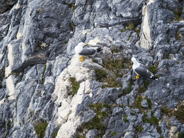 Fiskmåsar på en klippa — Stockfoto