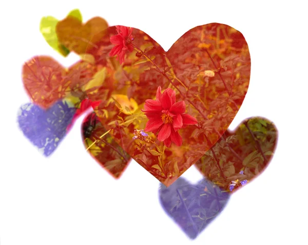 Double exposure of paper hearts and flowers — Stock Photo, Image