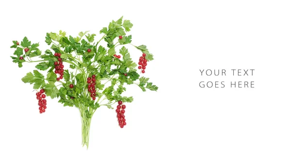 Salatbaum mit roter Johannisbeere-Karte — Stockfoto
