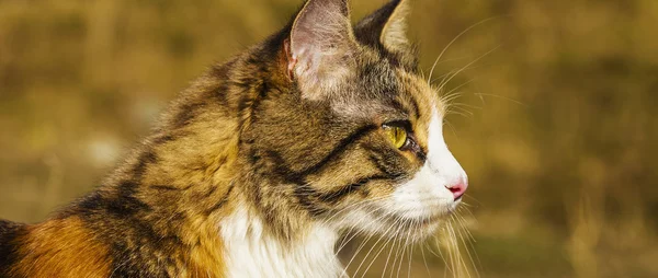 Gato en la naturaleza mirando a un lado buzón — Foto de Stock